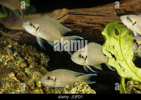 Tanganjikasee-Feenbarsch Feenbarsch, Gabelschwanzbuntbarsch, Prinzessin von Burundi, Brichardis Grundbarsch, Feenbuntbarsch, Akzentfehler-Buntbarsch, Neolampr Stockfoto