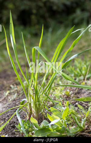 Wiesen-Bocksbart, Wiesenbocksbart, Bocksbart, Blatt, Blätter, Blattrosette, Tragopogon Pratensis, Wiese Schwarzwurzeln, auffällige Goat's-beard, Wiese Ziege es-werden Stockfoto