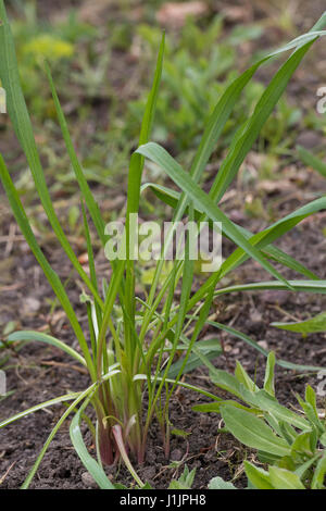 Wiesen-Bocksbart, Wiesenbocksbart, Bocksbart, Blatt, Blätter, Blattrosette, Tragopogon Pratensis, Wiese Schwarzwurzeln, auffällige Goat's-beard, Wiese Ziege es-werden Stockfoto