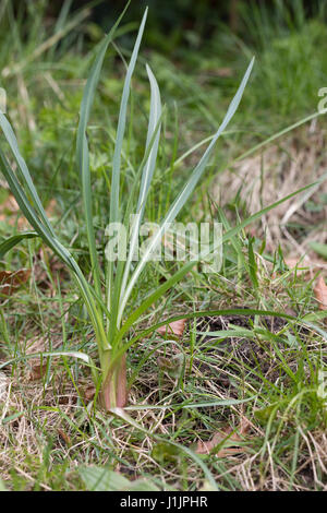 Wiesen-Bocksbart, Wiesenbocksbart, Bocksbart, Blatt, Blätter, Blattrosette, Tragopogon Pratensis, Wiese Schwarzwurzeln, auffällige Goat's-beard, Wiese Ziege es-werden Stockfoto