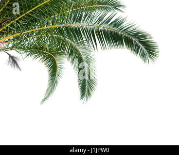 Isolierte Palmblätter auf weißem Hintergrund Stockfoto