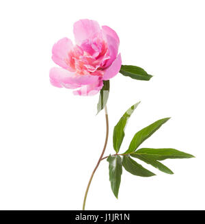 Rosa Pfingstrose isoliert auf weißem Hintergrund. Stockfoto