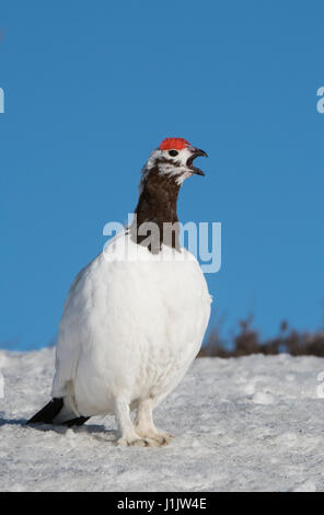 Alaska; Denali National Park; Wildtiere; Vögel; Willow Ptarmigan;  Männlich; Frühling; Brutzeit Stockfoto