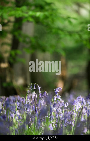 Detail der wilde Glockenblumen wachsen in einem alten Wald. Wayland Holz, Norfolk, Großbritannien. Stockfoto