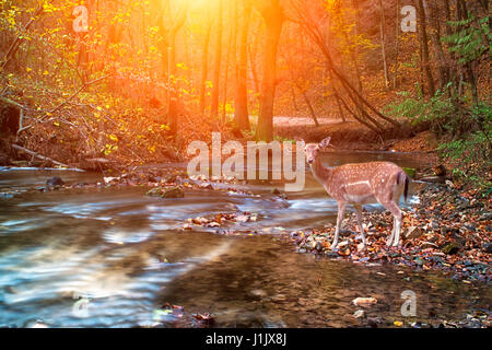 Reh im herbstlichen Wald und Fluss Stockfoto