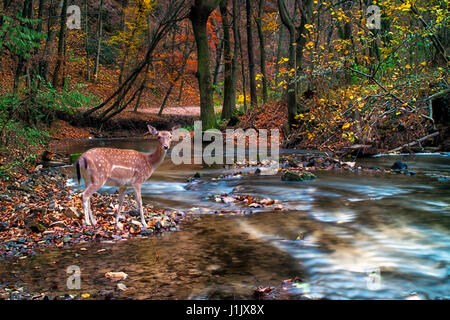 Reh im herbstlichen Wald und Fluss Stockfoto