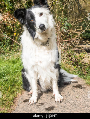 Border-Collie sitzend mit Kopf auf der einen Seite fragenden Blick Stockfoto
