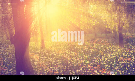 Vintage Foto von wilde Blumenfeld im Sonnenuntergang Stockfoto