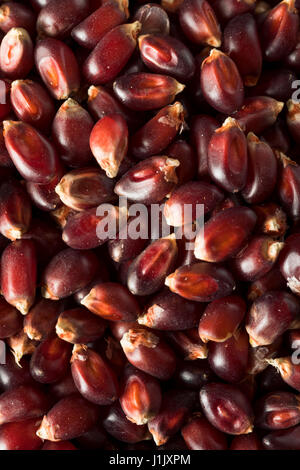 Rohe Bio Rubin Rot Popcorn in eine Schüssel geben Stockfoto
