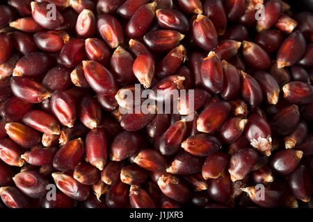 Rohe Bio Rubin Rot Popcorn in eine Schüssel geben Stockfoto