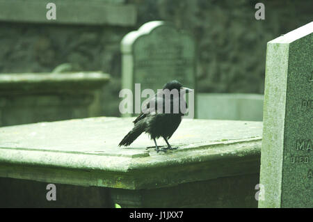 Einzelne Krähe sitzt auf einem Grabstein in St. Nikolaus Friedhof, Aberdeen, Schottland, gleich um von St. Nicholas Kirk, Aberdeen. Stockfoto