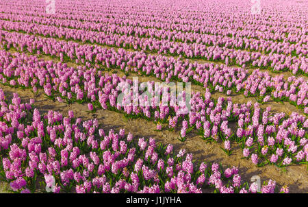 Die Niederlande sind bekannt für die Schönheit ihrer Tulpen und Hyazinthen. Im Frühling finden Sie viele Zeilen mit blumigen Wiesen rund um die Anzahl der Stockfoto
