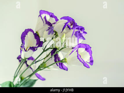 Weiss mit lila violett Margen Lisianthus (Eustoma Grandiflorum) Blüten, Nahaufnahme, isoliert. Stockfoto