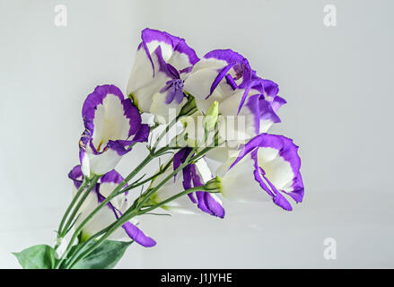 Weiss mit lila violett Margen Lisianthus (Eustoma Grandiflorum) Blüten, Nahaufnahme, isoliert. Stockfoto