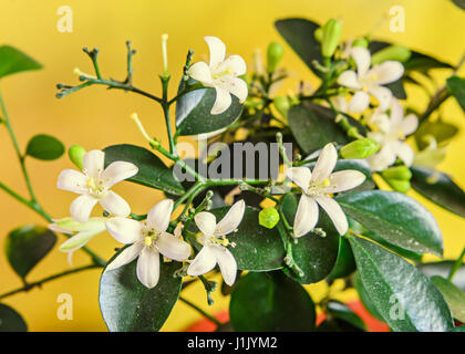 Weiße Blüten von Murraya Paniculata, Jasminul Portocal (Murraya Exotica, Chalcas Paniculata Sau Chalcas Exotica), grünen Busch hautnah. Stockfoto