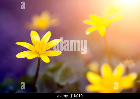 Schönen Sommer wilde Blumen im Sonnenuntergang Stockfoto