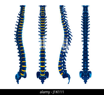 Die menschliche Wirbelsäule Anatomie Illustration Stockfoto