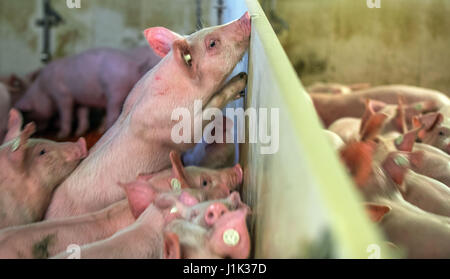 Liessow, Deutschland. 21. April 2017. Sieben Wochen alten Wildschweine lautstark in einen Schweinestall Schweinezucht der Landwirt Stefan Wille in Liessow, Deutschland, 21. April 2017. Schweinehalter in Mecklenburg-Vorpommern sind die Politik der Bauern mit Betäubung im Ferkel kastrieren verwenden ansprechend. Ab 2019 kann die Kastration der wenige Tage alte Ferkel nur mit Narkose durchgeführt werden. Im Gegensatz zu Nachbarländern wie Holland und Dänemark sind nur Tierärzte in Deutschland in der Lage, die Operation durchzuführen. Foto: Jens Büttner/Dpa-Zentralbild/Dpa/Alamy Live News Stockfoto