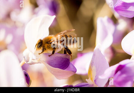 Arbeiter Honigbiene (Hymenoptera) auf einer violetten Glyzinie im Frühlingssonne Stockfoto