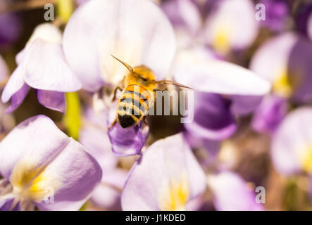 Arbeiter-Honigbiene (APIs) im Flug, die an einem sonnigen Frühlingstag im April auf einer violetten Glyzinien landet Stockfoto