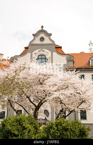 Blühender Baum in ein Regierungsgebäude Augsburg. Das Gebäude aus dem 18. Jahrhundert war in früheren Zeiten eine Residenz des Bischofs Stockfoto