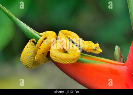 Wimpern Palm Pitviper in Costa Rica-tropischer Regenwald Stockfoto