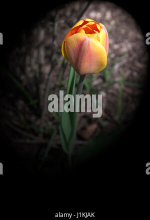 Rote Tulpen nach unten anzeigen Stockfoto