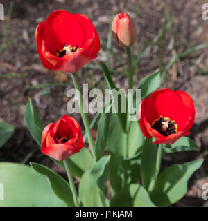 Rote Tulpen nach unten anzeigen Stockfoto