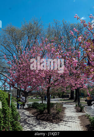 Rote Tulpen nach unten anzeigen Stockfoto