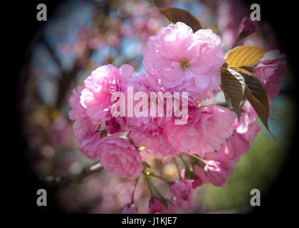 Rote Tulpen nach unten anzeigen Stockfoto