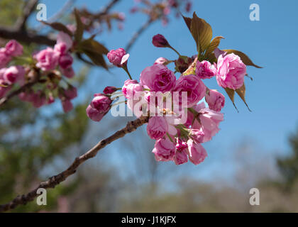 Rote Tulpen nach unten anzeigen Stockfoto