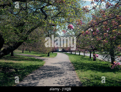 Rote Tulpen nach unten anzeigen Stockfoto