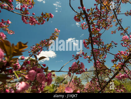 Rote Tulpen nach unten anzeigen Stockfoto