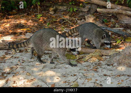 Ein Waschbär in Manuel Antonio Nationalpark Strand Costa Rica Stockfoto