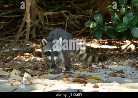 Ein Waschbär in Manuel Antonio Nationalpark Strand Costa Rica Stockfoto