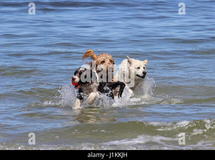 Drei Hunde spielen mit einem Ball im Ozean Stockfoto