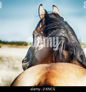 Porträt von einem Buckskin Hengst mit Mähne weht, auf der Weide Stockfoto