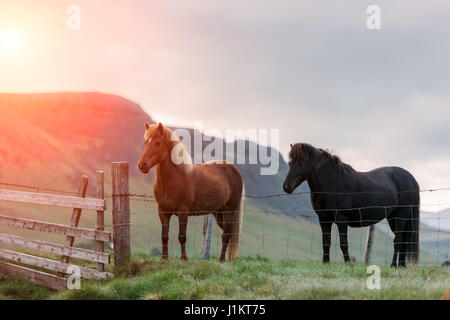 Islandpferd Porträt hautnah Stockfoto