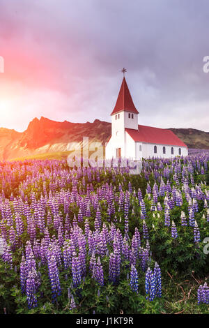 Myrdal lutherische Kirche, umgeben von blühenden Lupinen Blumen, Vik, Island. Stockfoto