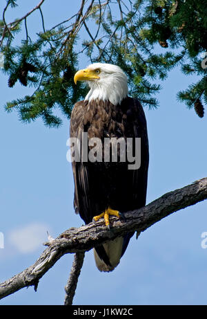 Eine wilde übergeordneter Weißkopf-Seeadler beobachten über sein Nest und der Fotograf. Gefunden Sie in Hülle und Fülle rund um die Golf-Inseln von British Columbia, Kanada. Stockfoto