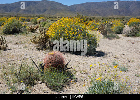 Wildblumen blühen in der Anza-Borrego Desert State Park Stockfoto