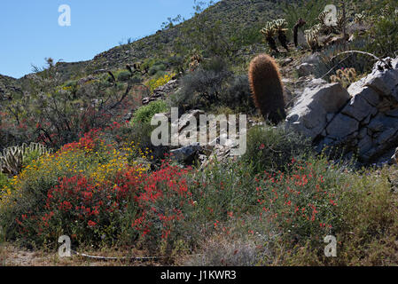 Wildblumen blühen in der Anza-Borrego Desert State Park Stockfoto