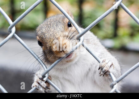 Ein komisches Eichhörnchen, das sich an einem Drahtzaun festhält und kaut Stockfoto
