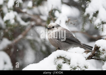 Graue Jay / Meisenhaeher (Perisoreus Canadensis) im Winter bei Schneefall, auch bekannt als Kanada Jay oder Whiskey Jack, Yellowstone, Wyoming, USA. Stockfoto