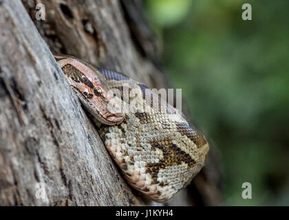 Baby Python(Python sebae), Keoladeo National Park, Bharatpur, Indien Stockfoto