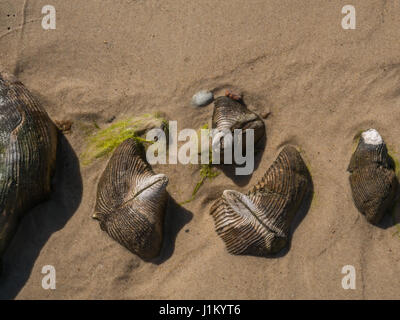 Hölzernen Wellenbrecher an der Küste der Ostsee Stockfoto