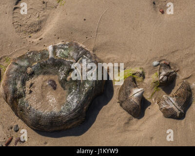Hölzernen Wellenbrecher an der Küste der Ostsee Stockfoto