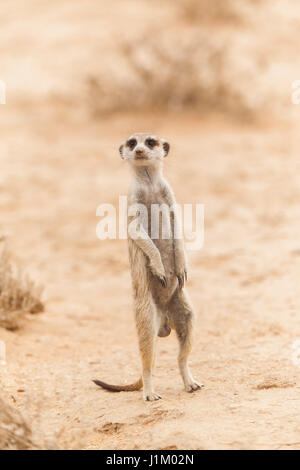 Suricate auf dem Blick in einer der Salzpfannen in Botswana Stockfoto