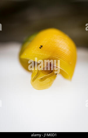 Littorina Obtusata, flache glatte Immergrün Stockfoto