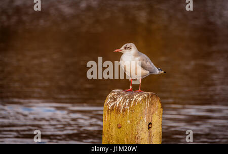 Möwe auf Pfosten im Wasser sitzen Stockfoto